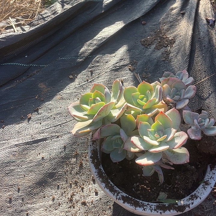 ****g351白凤脱土发货不退不换