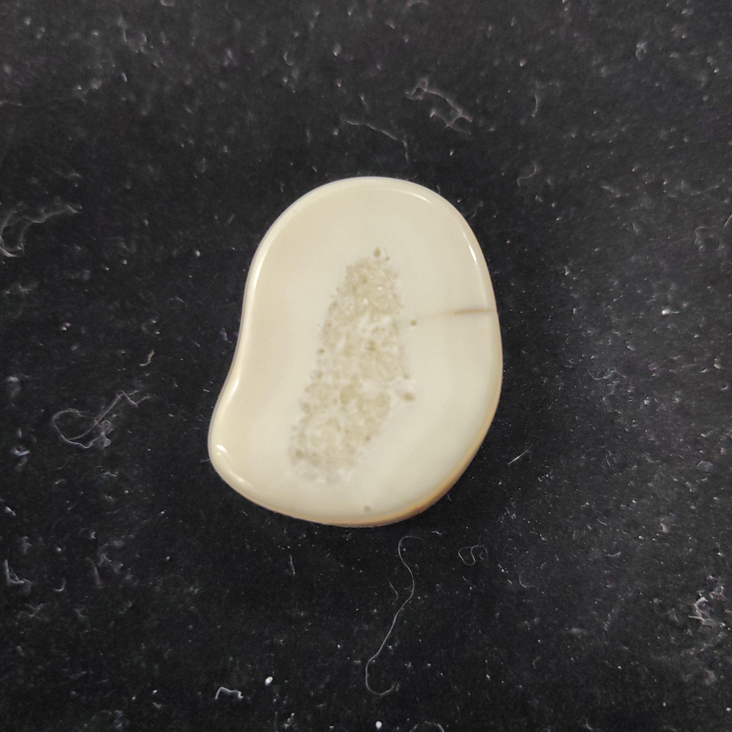 猛犸猛犸虬饼子WT611