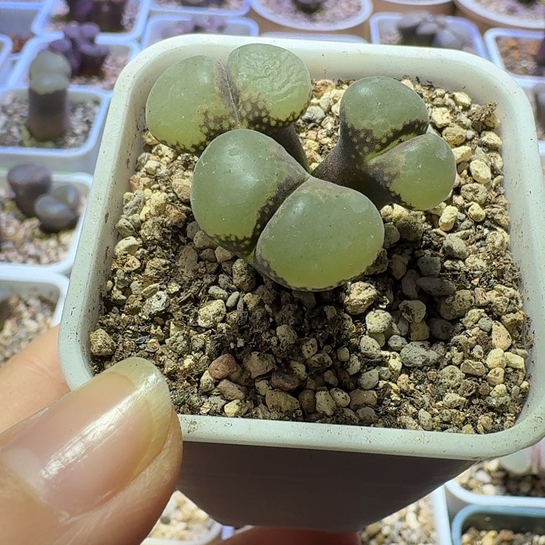 26号三头风铃一物一拍