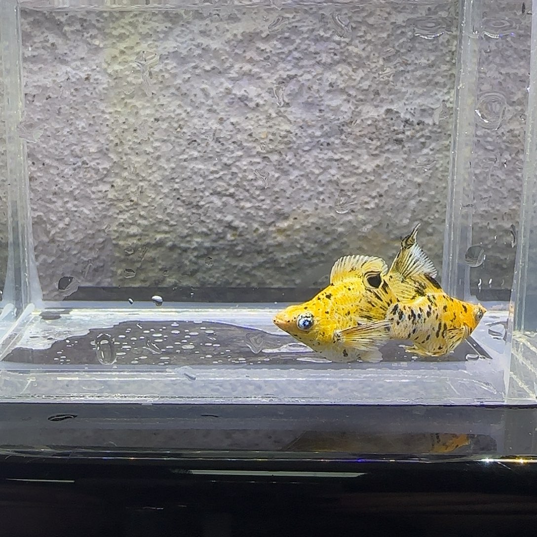 黑玛丽鱼花豹玛丽。188号