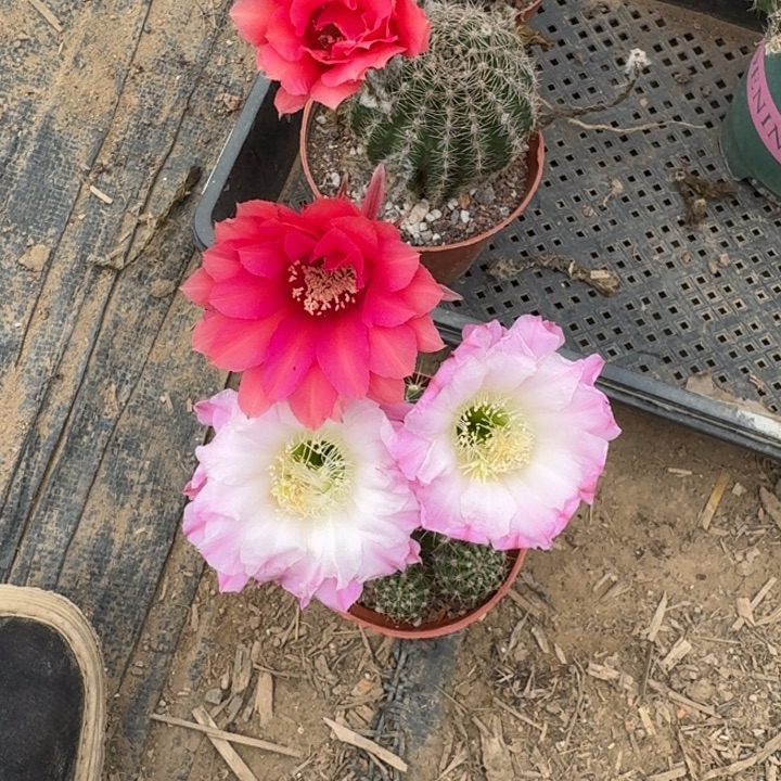 452实生彩草瘦脱土掰花斑