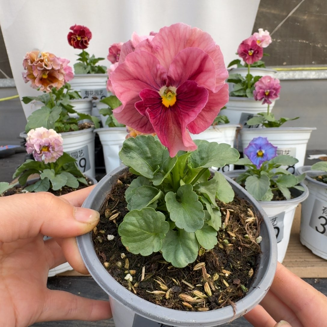 无花朵扭*娃298号角堇