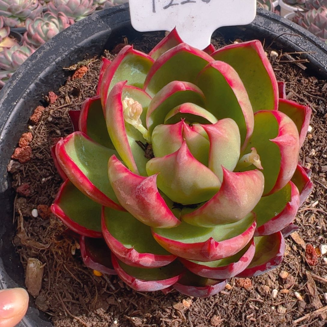 劳***3惊鸿仙子一物一拍1220号