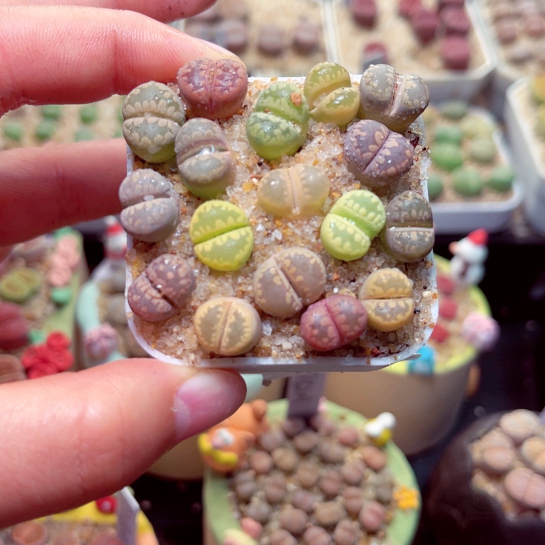 519号带盆包邮发货