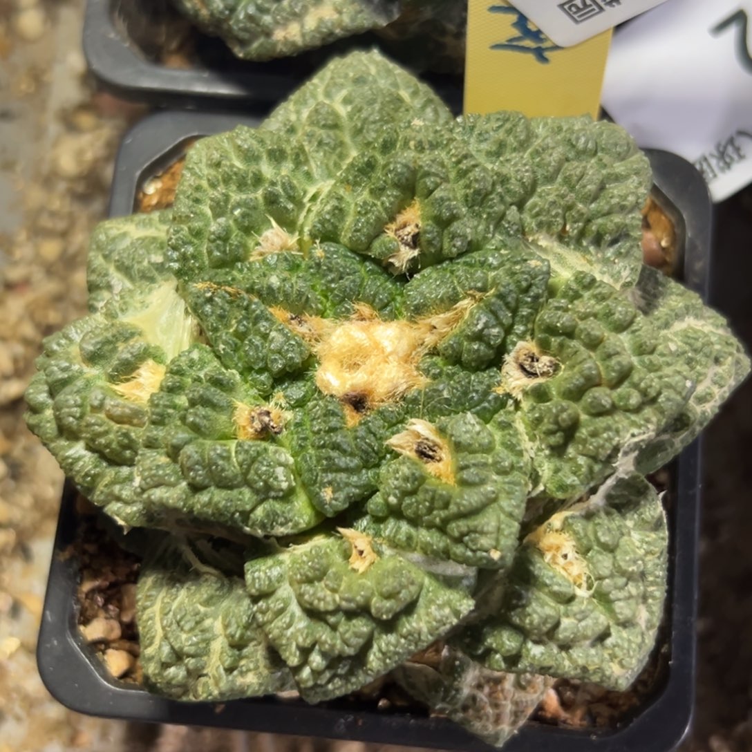 93 仙人球的比赛将