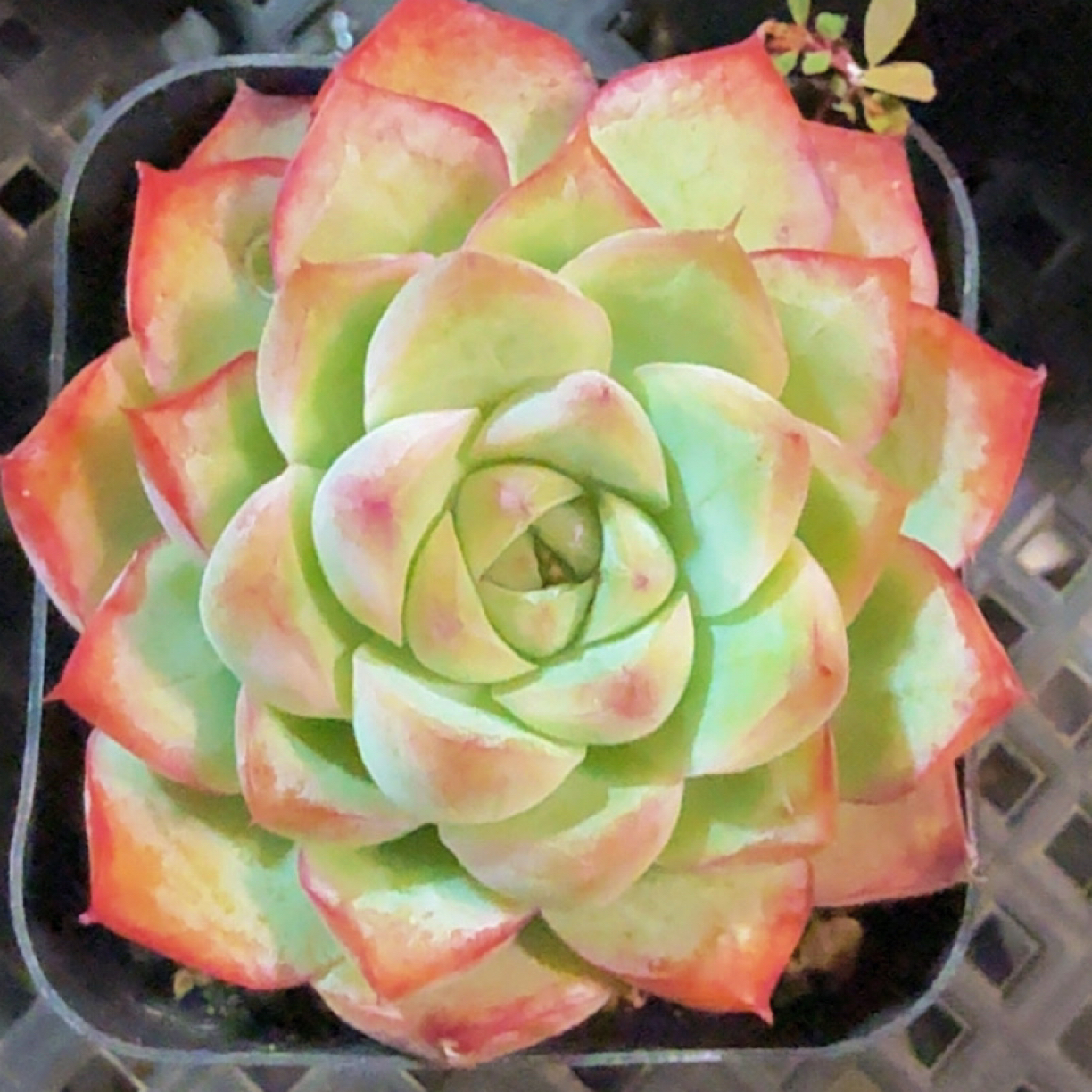 多肉白女王（满12.9包邮）