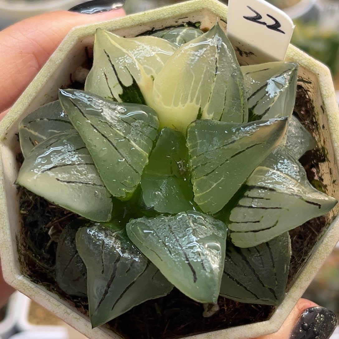 22红纹寿锦福利专场