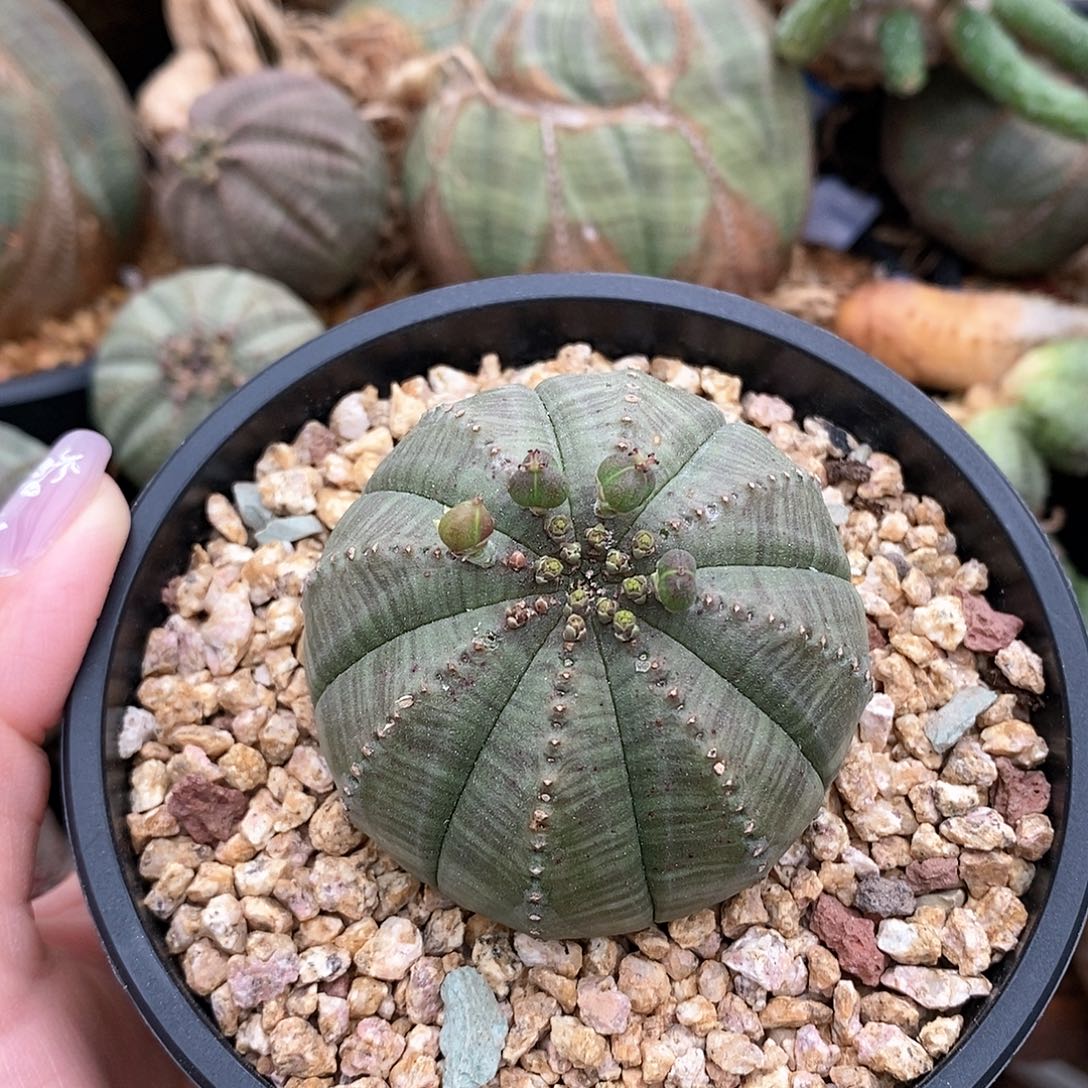 欧系布纹球多肉植物