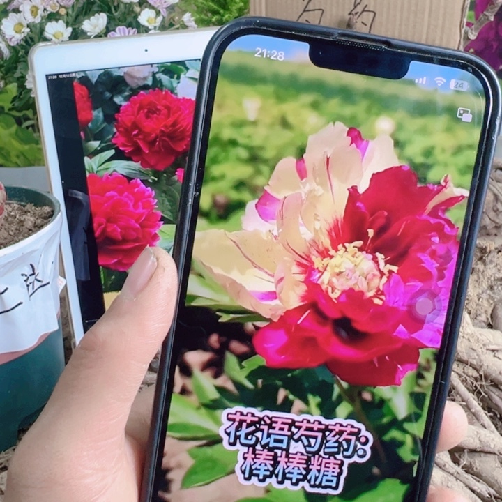 当前无花栽培后可以开花棒棒糖