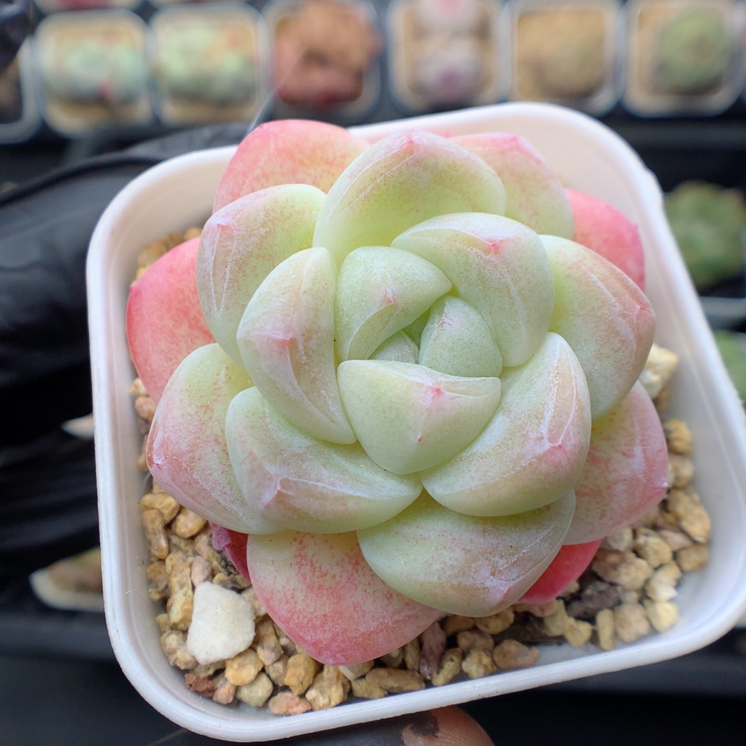 多肉植物。 冰玉16