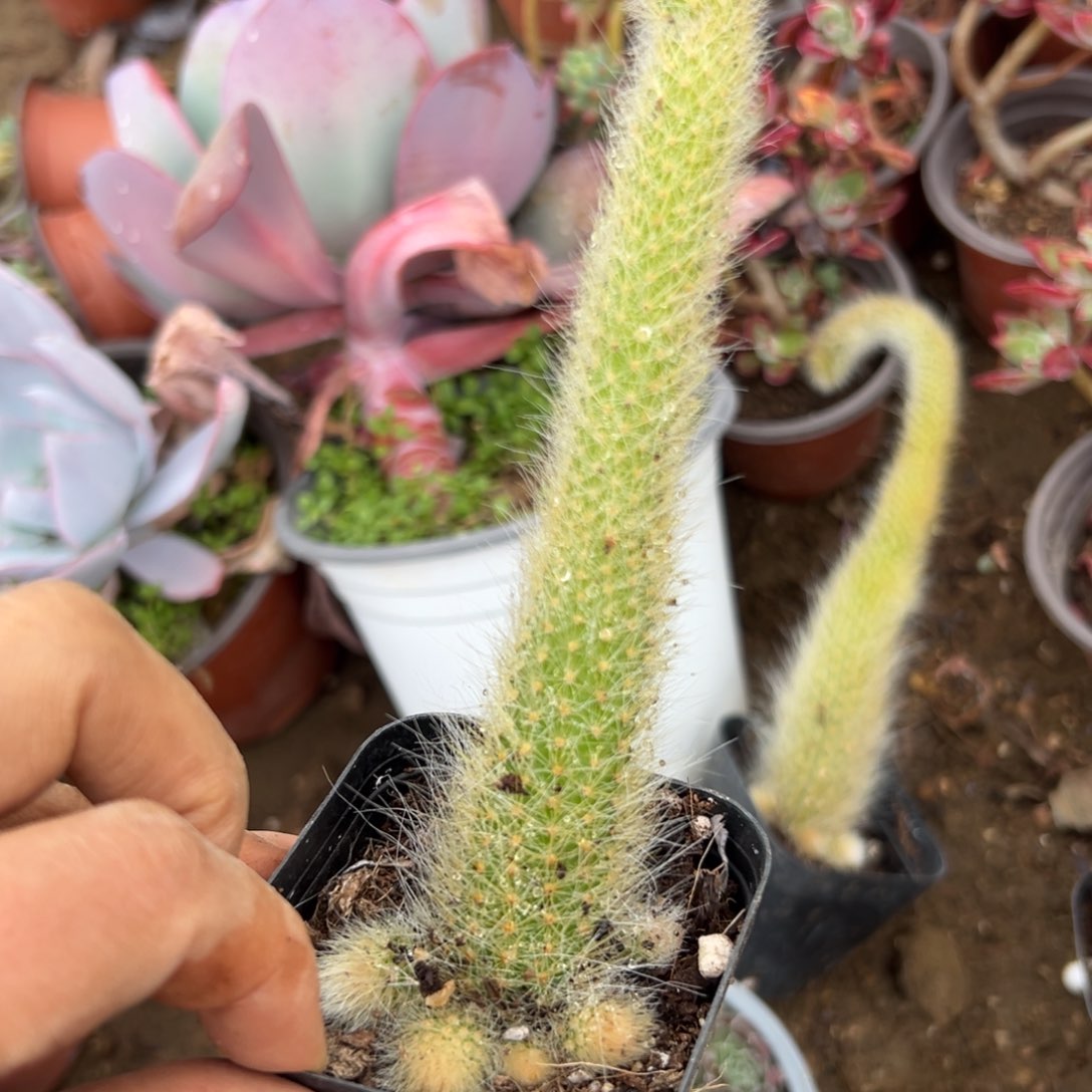 富父母植物在中央音乐学院