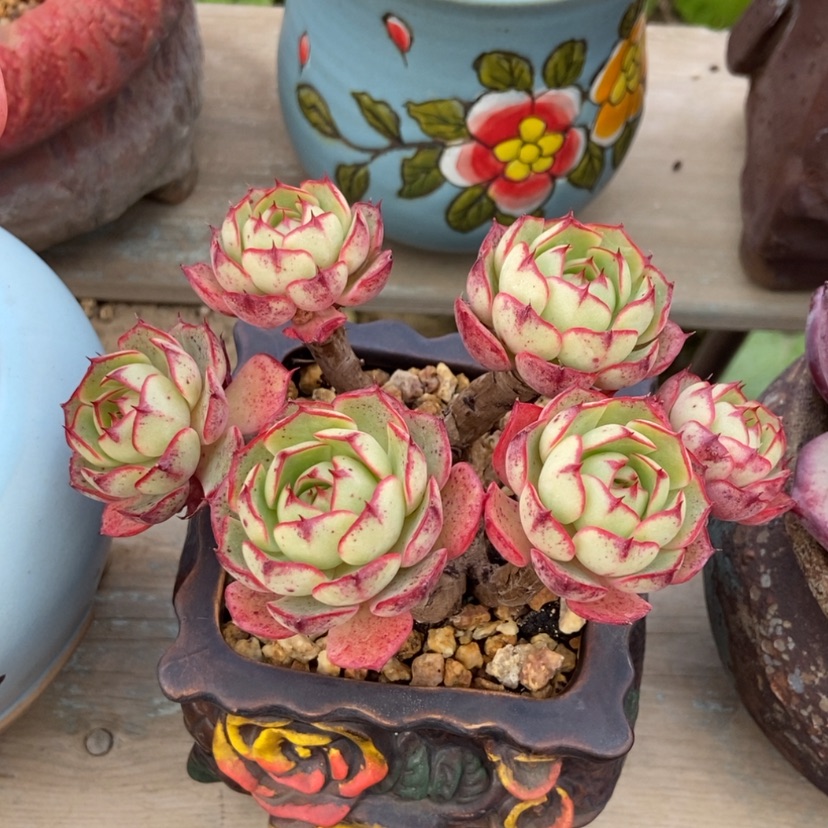 【闪购商品】爱火群