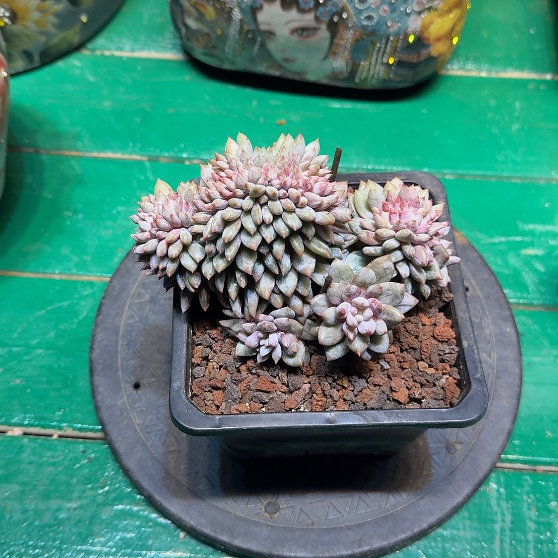 多肉植物多肉植物