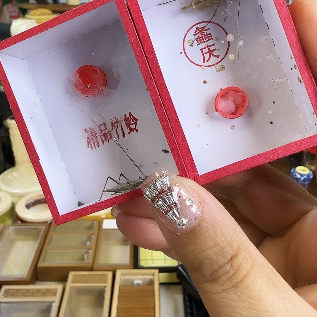 紫竹➕柬竹啊啊啊啊