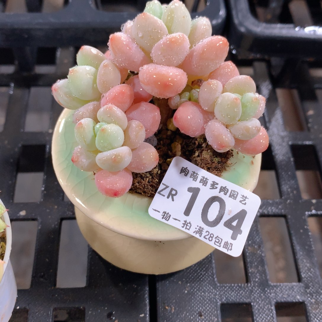 肉萌萌拇指盆精控多肉ZR104