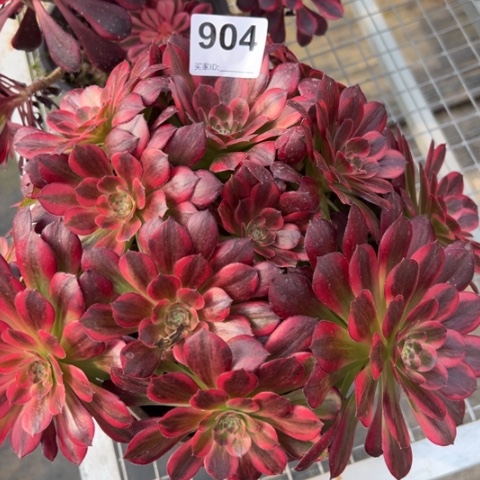 904安娜25厘米左右