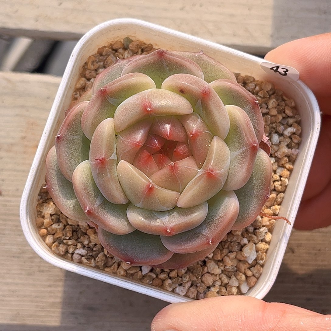 43  新品珍妮满18包邮