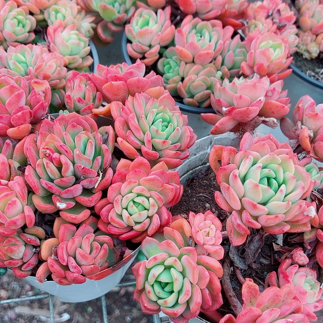 芬达多头造型精品二盆