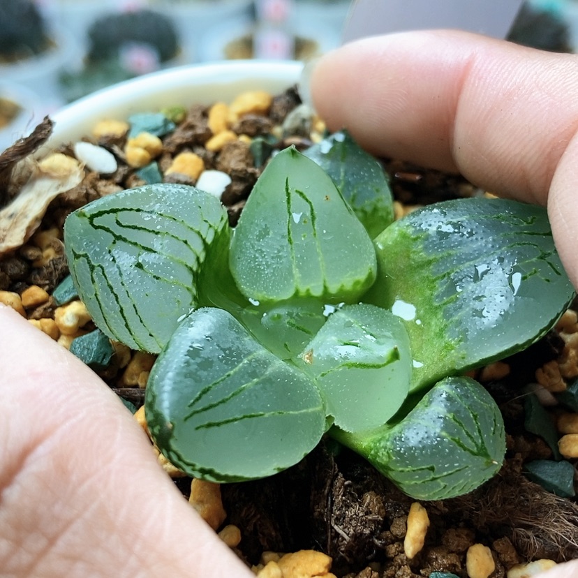 【闪购商品】虞美人57