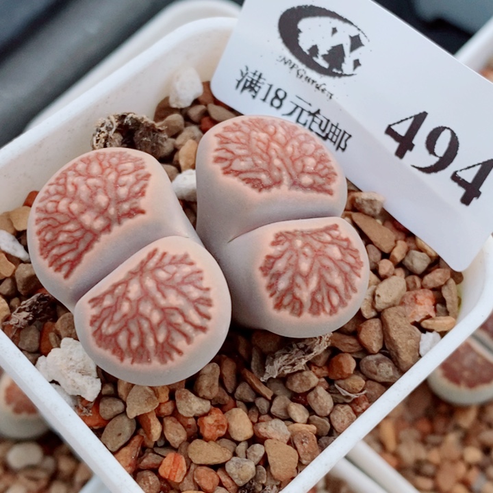 生石花花花花花开了494