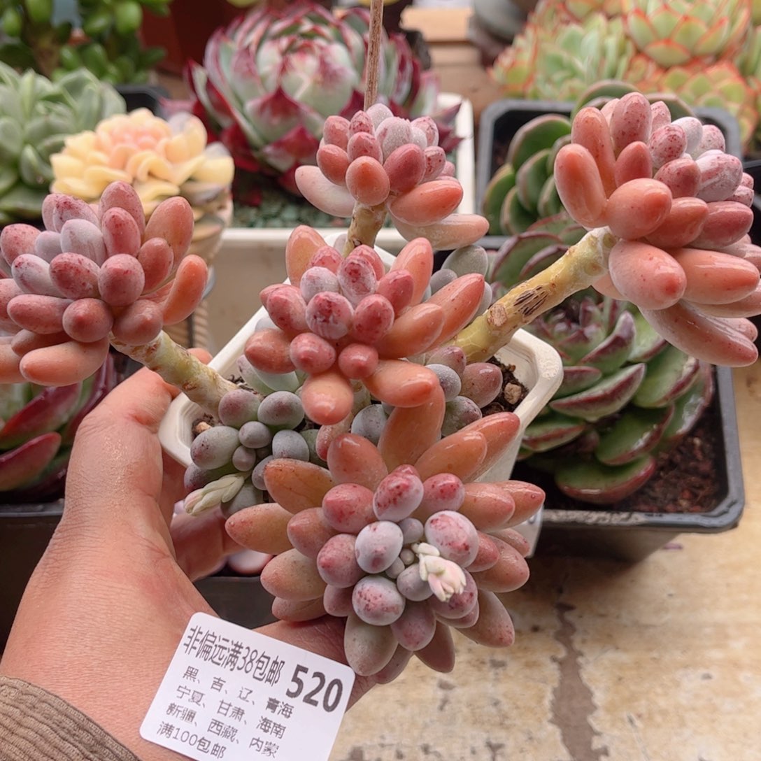 520汤圆德华多肉