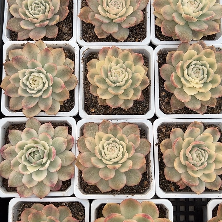 韩水晶锦多肉植物单头