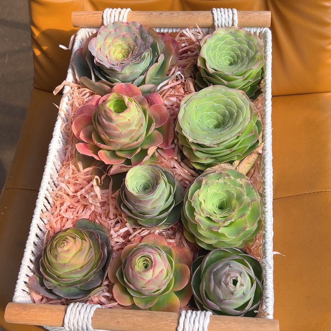 花篮山地玫瑰组合