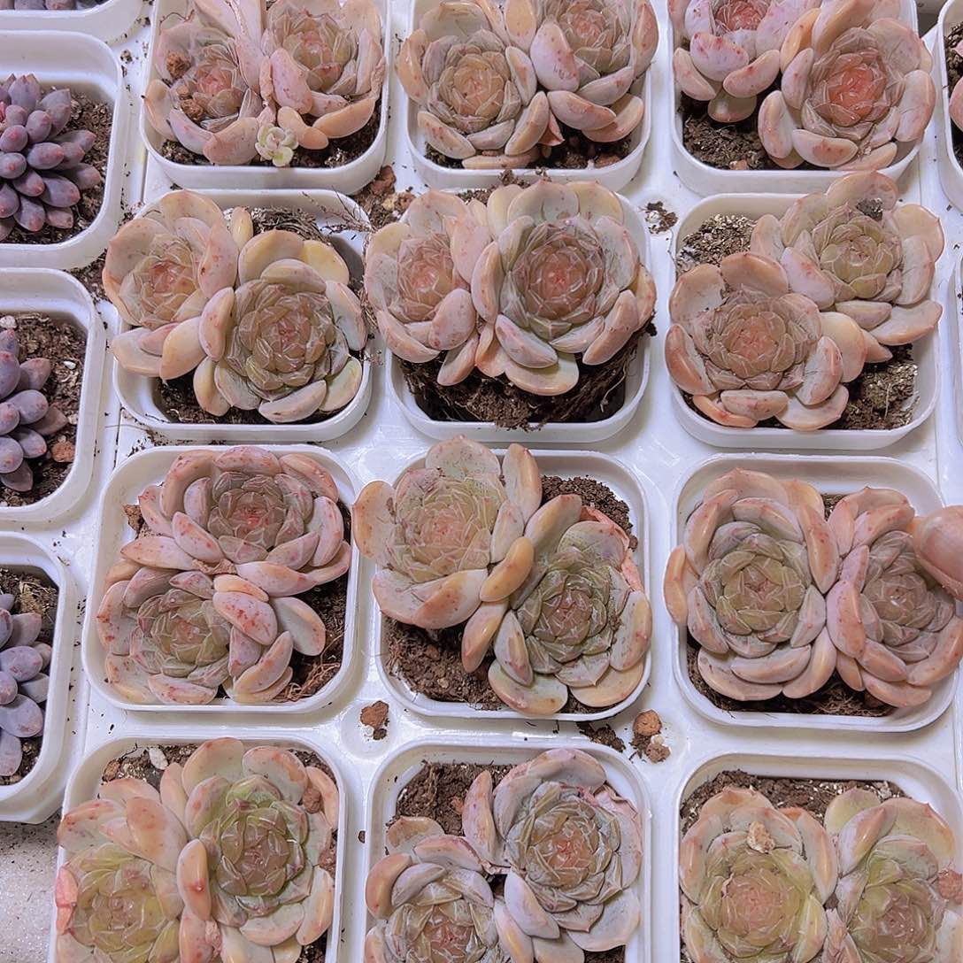 双头彩恋19包邮多肉