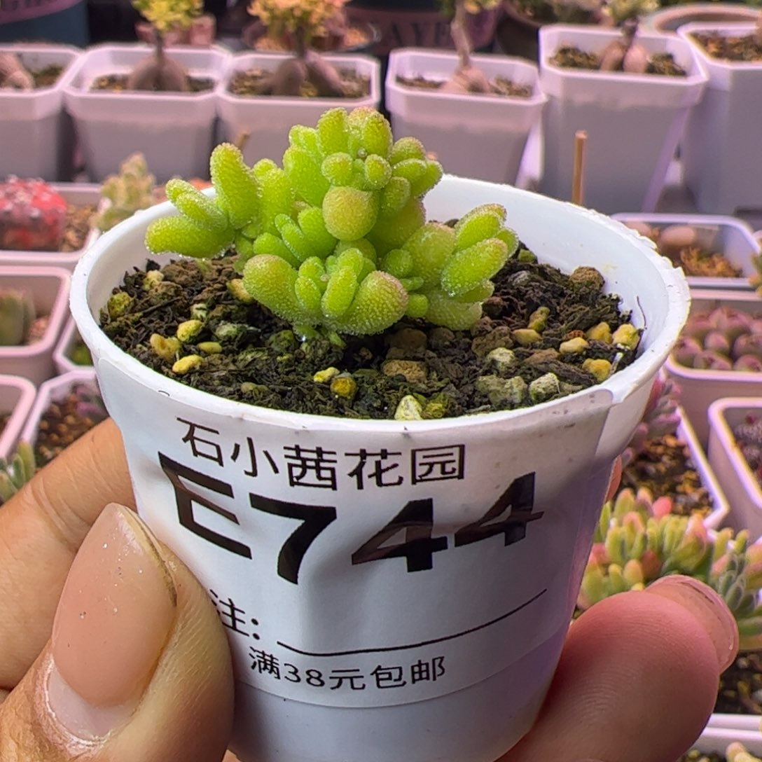 744多肉植物枝干黄锦莱斯
