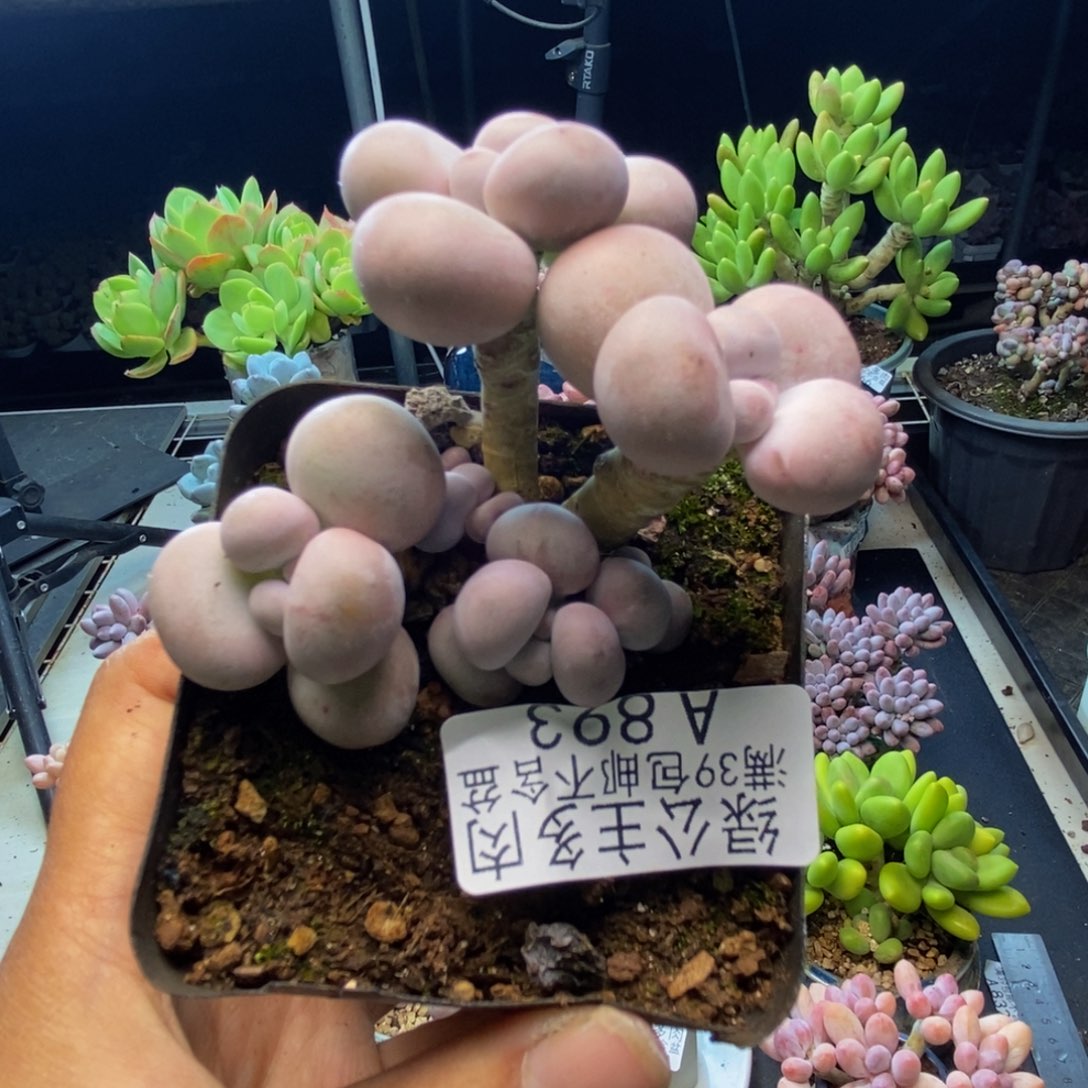 893橙奶多肉肉6c m
