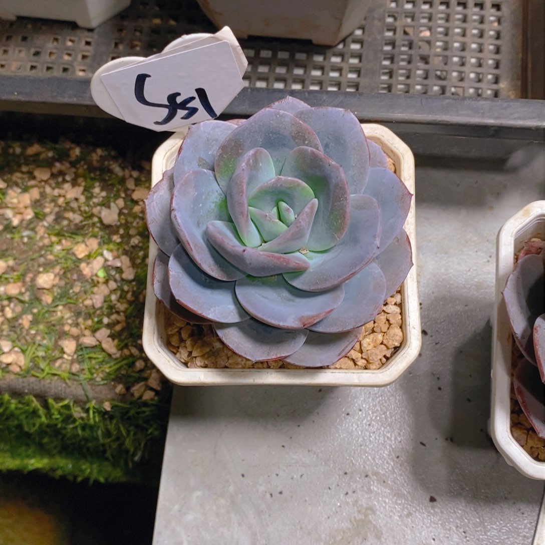 猪****人圆叶布鲁蓝单头