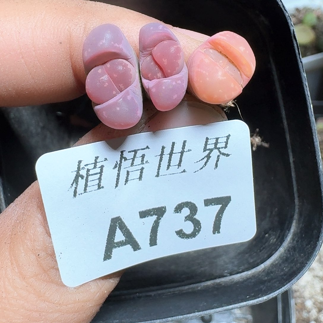 737盒多肉植物哇f g g