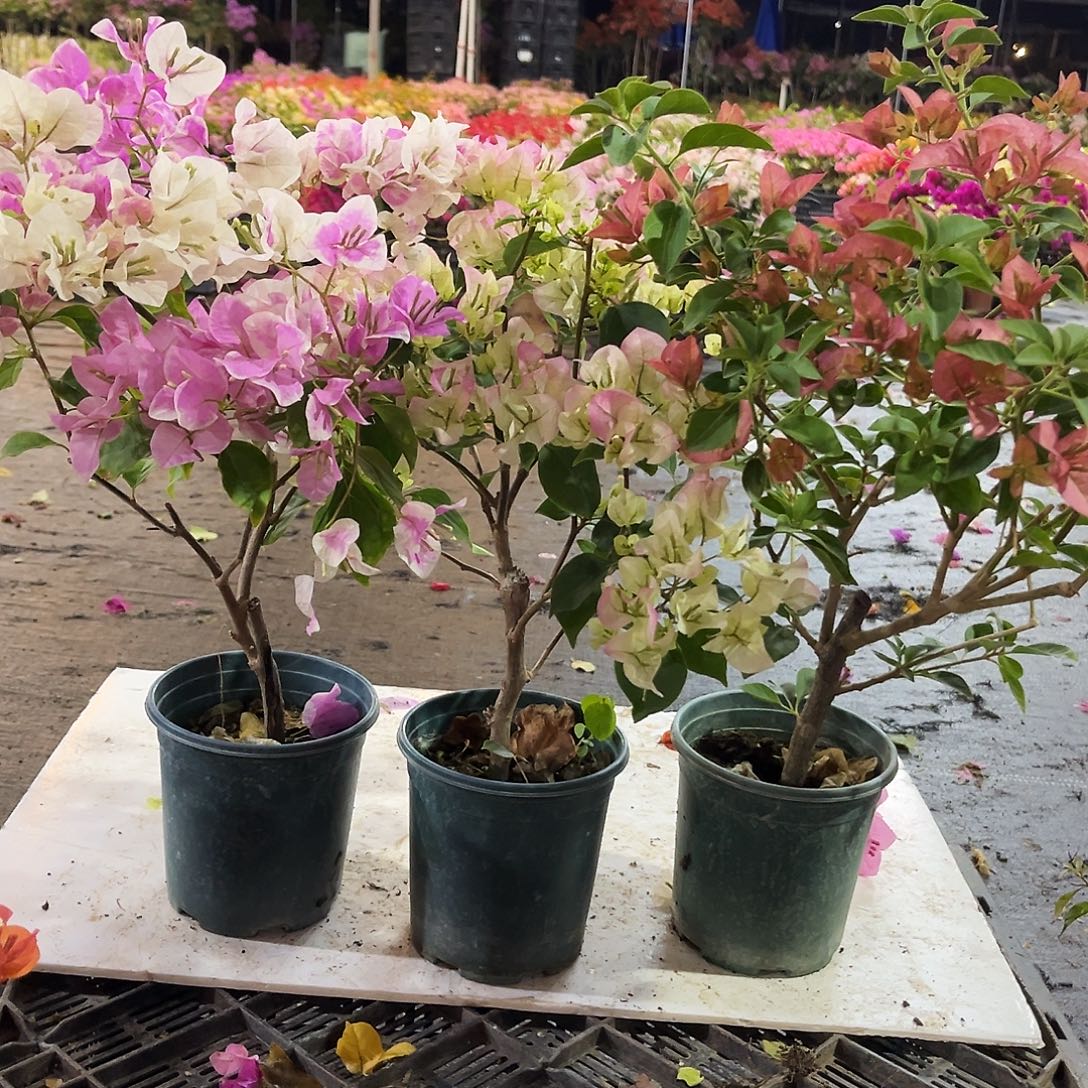 大部分花苞少量开放广红樱，绿樱，卡亚塔