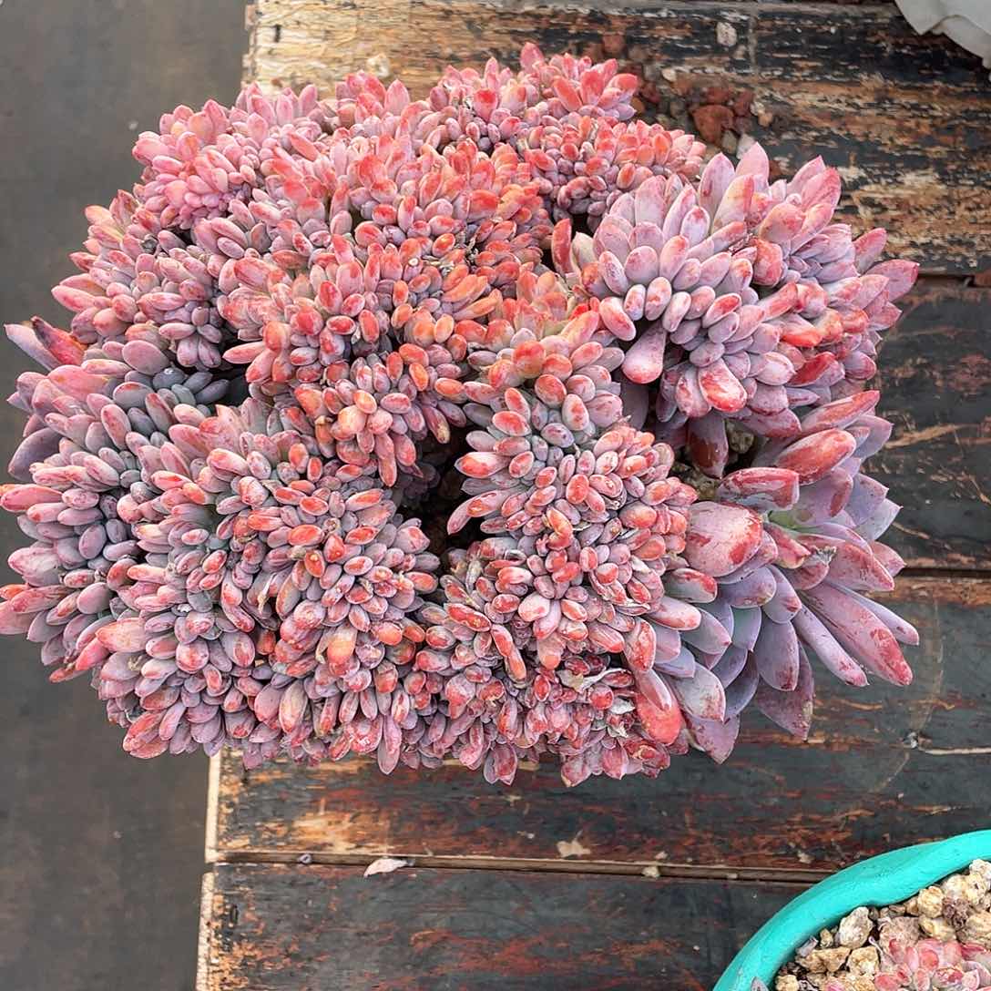 金**堂多肉植物一物一拍