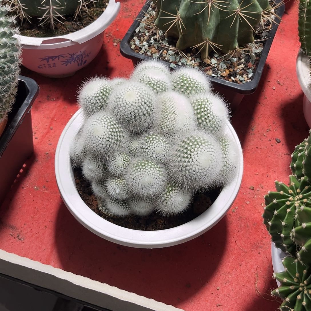 冰**王白小丁缀化仙人球开花