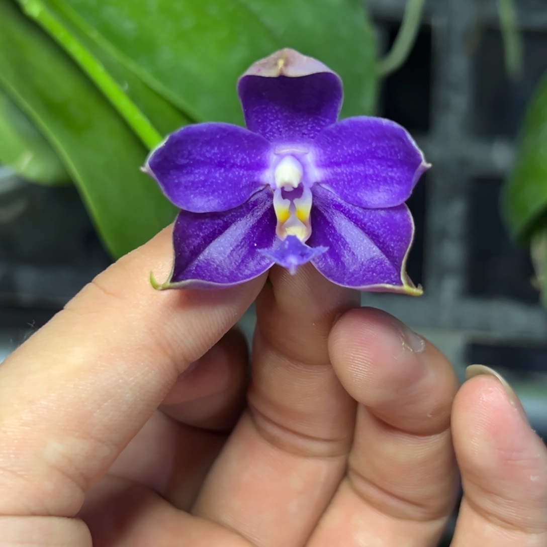 完全开放l322三寸ys1230