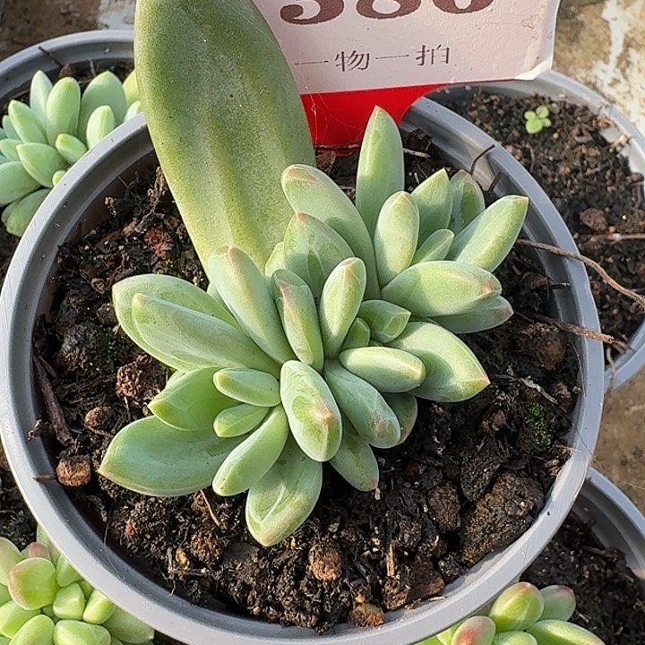 莱万特386多肉植物