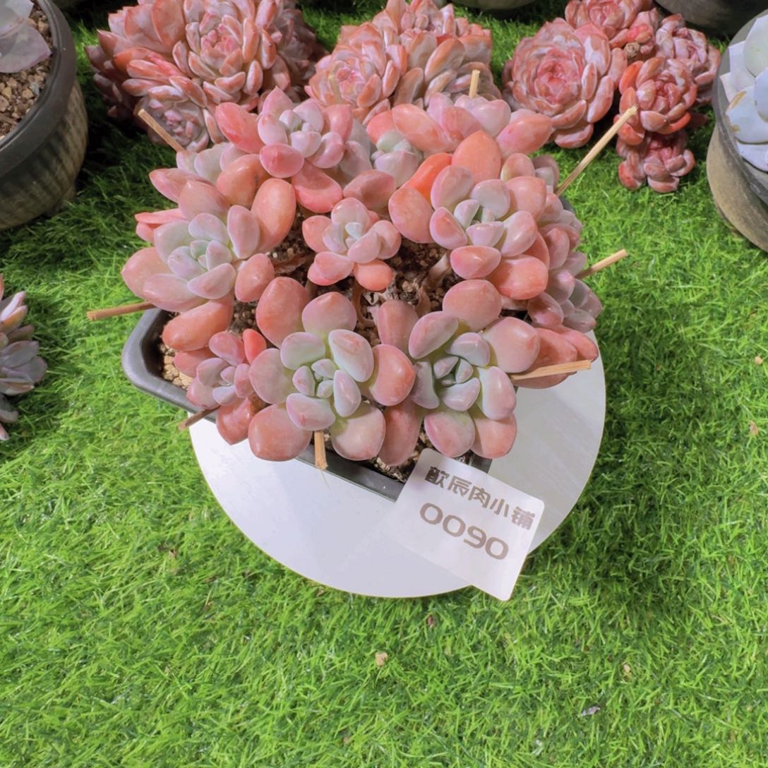 多肉植物白鹭老桩群0090