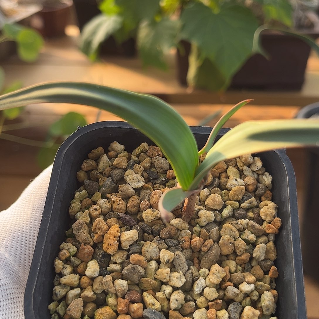 汤圆植物百岁兰哈