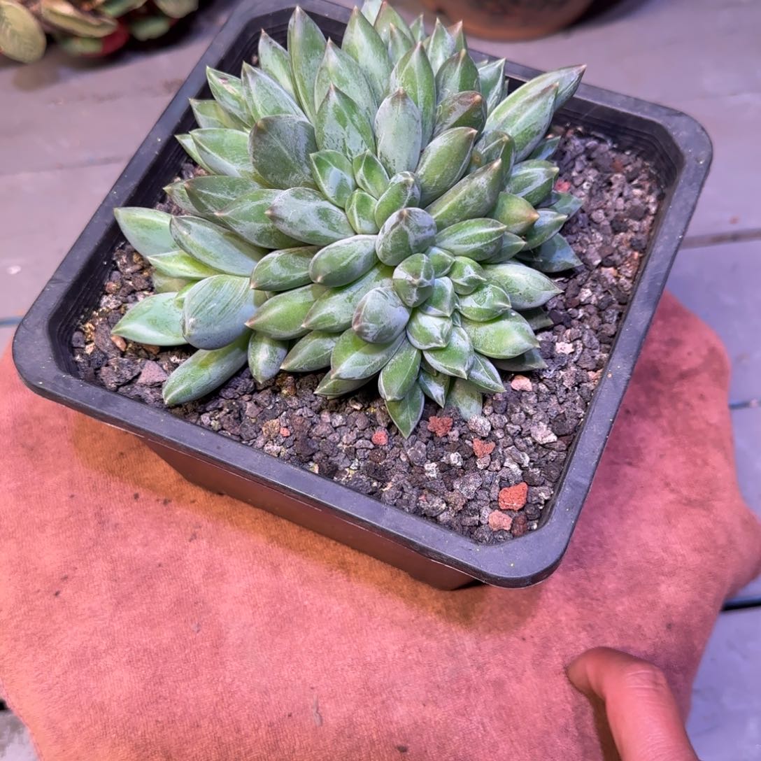 重楼多肉植物一物一拍