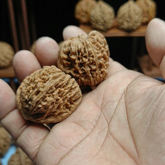 小***蝶完全开放南疆石核桃