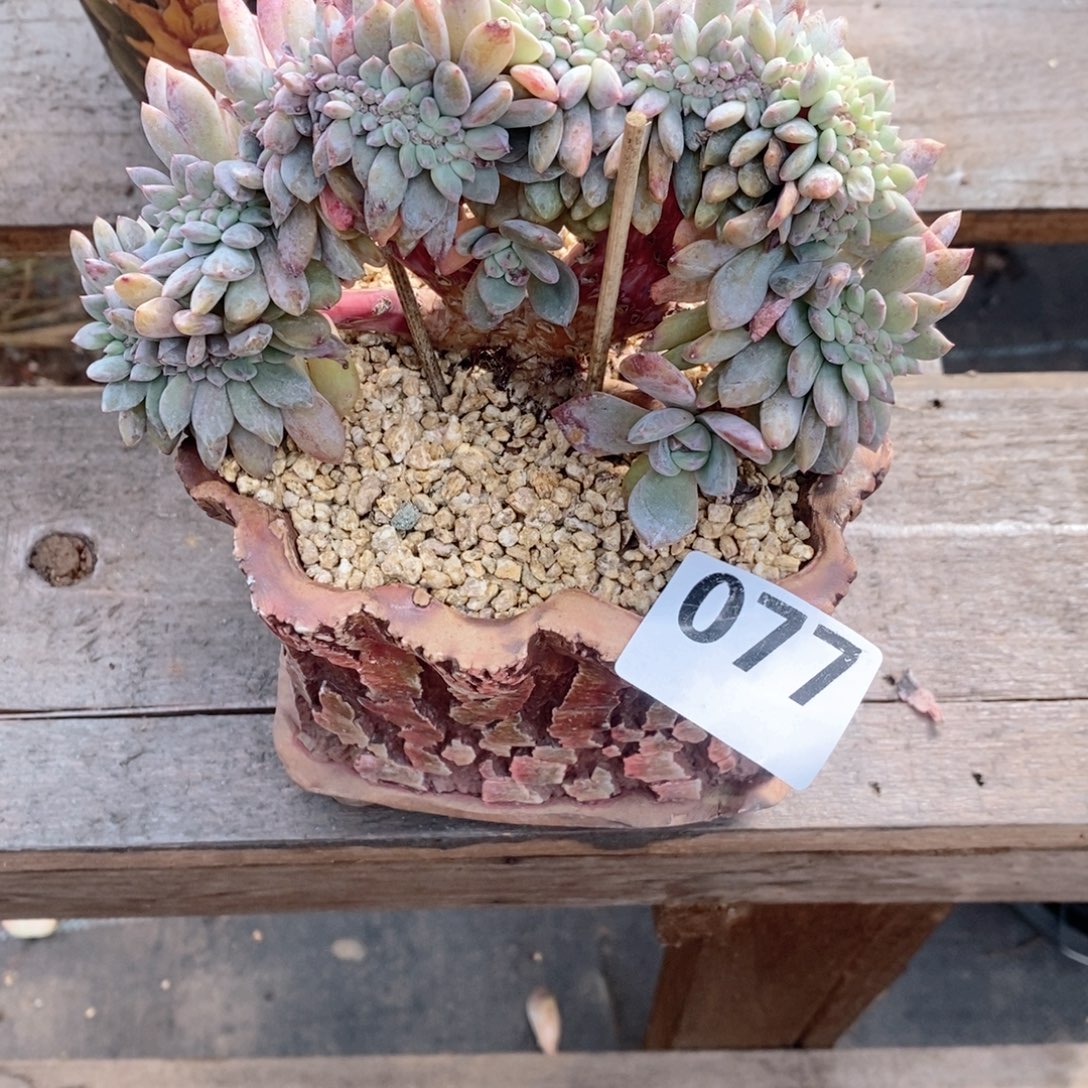 安***心77石榴籽突尼斯星影