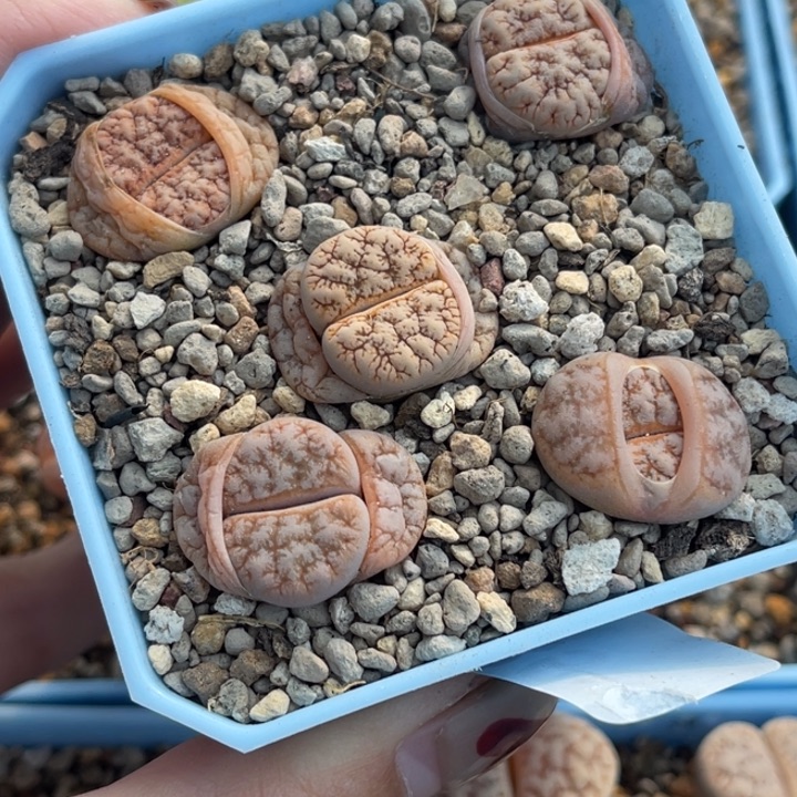 2355向日葵5个。    