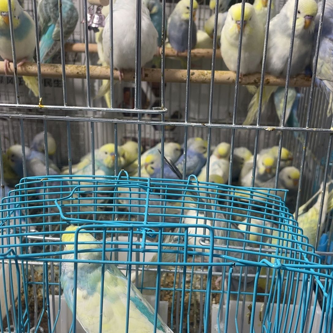 虎皮鹦鹉金彩鹦鹉