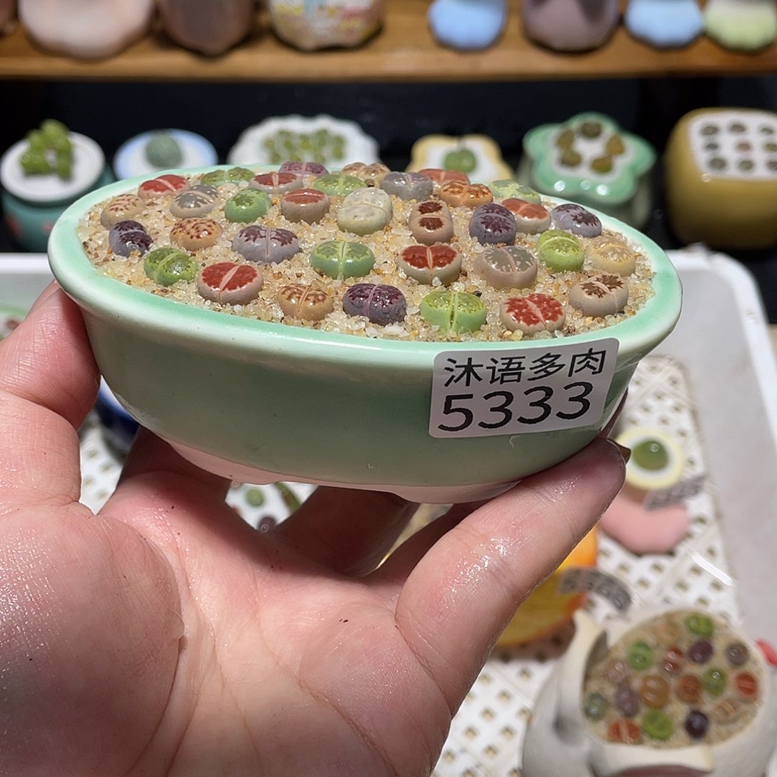 带盆土植物 一物一拍