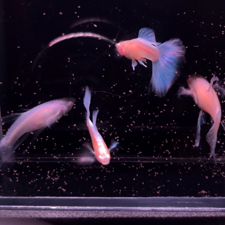 孔雀鱼蓝白大C2对