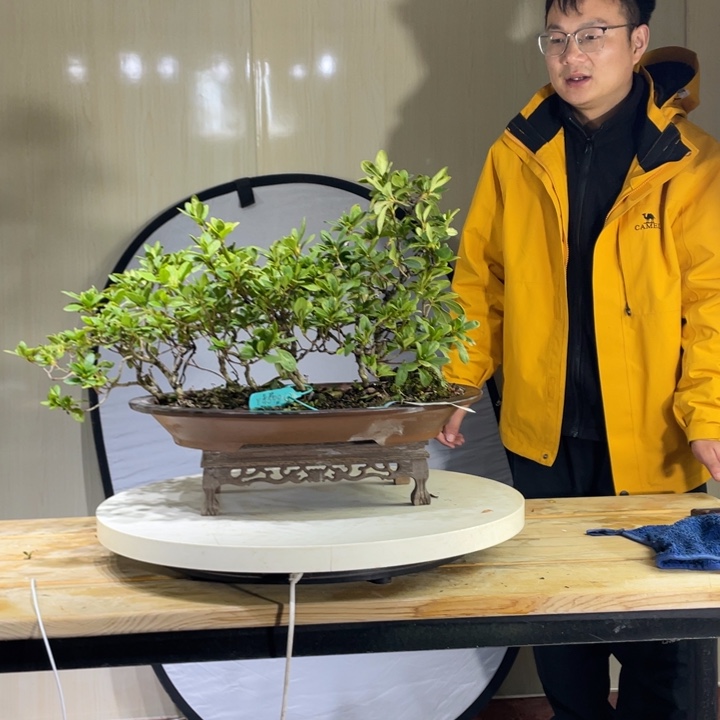 无花朵日本进口皋月杜鹃