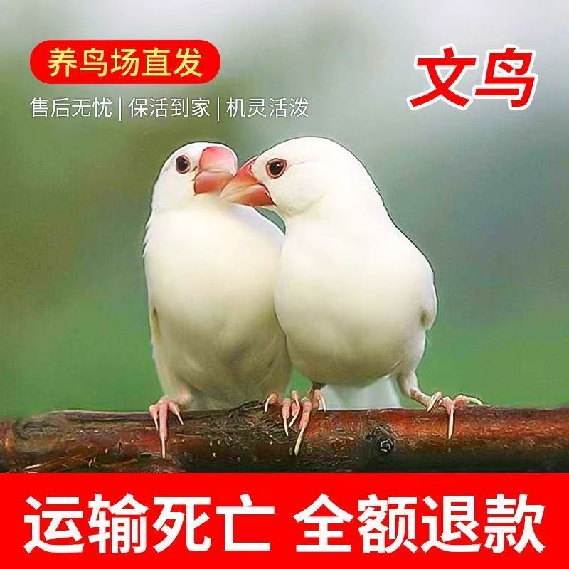 文鸟活体宠物鸟小月龄无尾巴后期可长