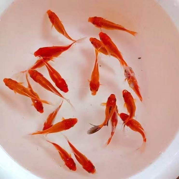 35条3-5厘米多彩混色火焰红草金鱼冷水鱼耐活观赏鱼渔场直发