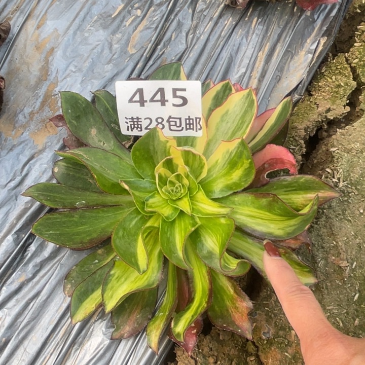 445二号棚魅影七彩